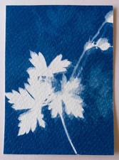 Original signed ACEO Collectors Art. Cyantype Floral 2/12