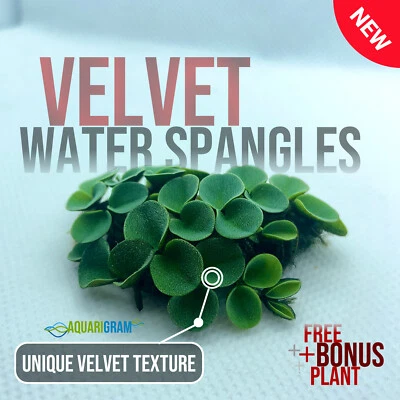 50+ Leaf Velvet Water Spangles (+FREE BONUS PLANT) Aquarium Floating Plant