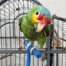 Sanded Nail Trimming Forked Parrot African Grey Conure Macaw Amazon Perch Medium