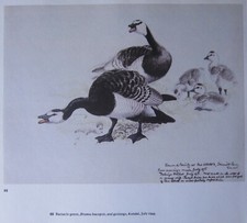 Sch&ouml;ner Tunnicliffe Vogel Druck ~ Bernsteingeese