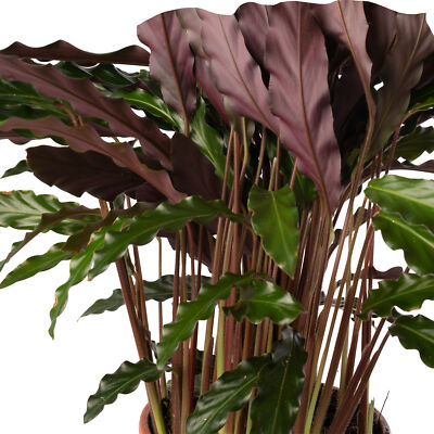 Calathea Elgergrass Large Indoor House Plant Real Tall Tropical Evergreen  Plants | eBay UK