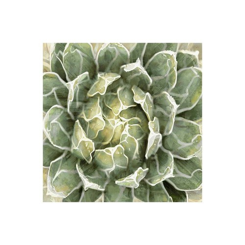 Stampa su Tela su Carta Poster o Quadro Benson Lindsay Succulent Verde III - Picture 1 of 2