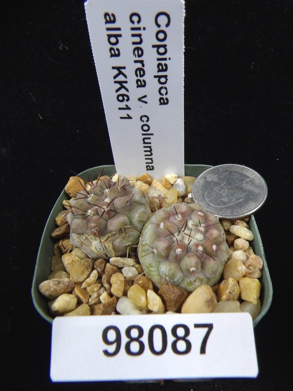 Copiapoa cinerea v. columna alba KK611 duo Seedling Live Cactus Plant 98087