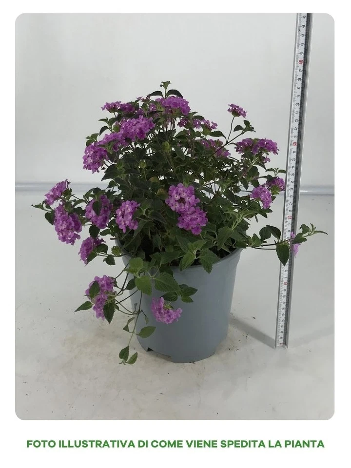 1 PIANTA DI LANTANA SELLOWIANA CESPUGLIO IN VASO DA 14CM, PIANTE DA ESTERNO, FI - Immagine 2 di 2