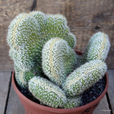 A7281 VATRICANIA GUENTHERII CRESTED pot17-H17-W21 cm MaMa Cactus