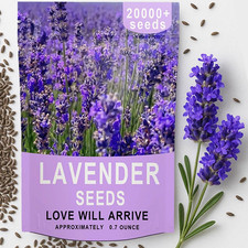 20000 Lavender Seeds Bulk- Non GMO Premium English Lavender Seeds for Planting