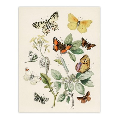 Butterflies Moths Caterpillars Kirby Vintage Wall Art Print Poster