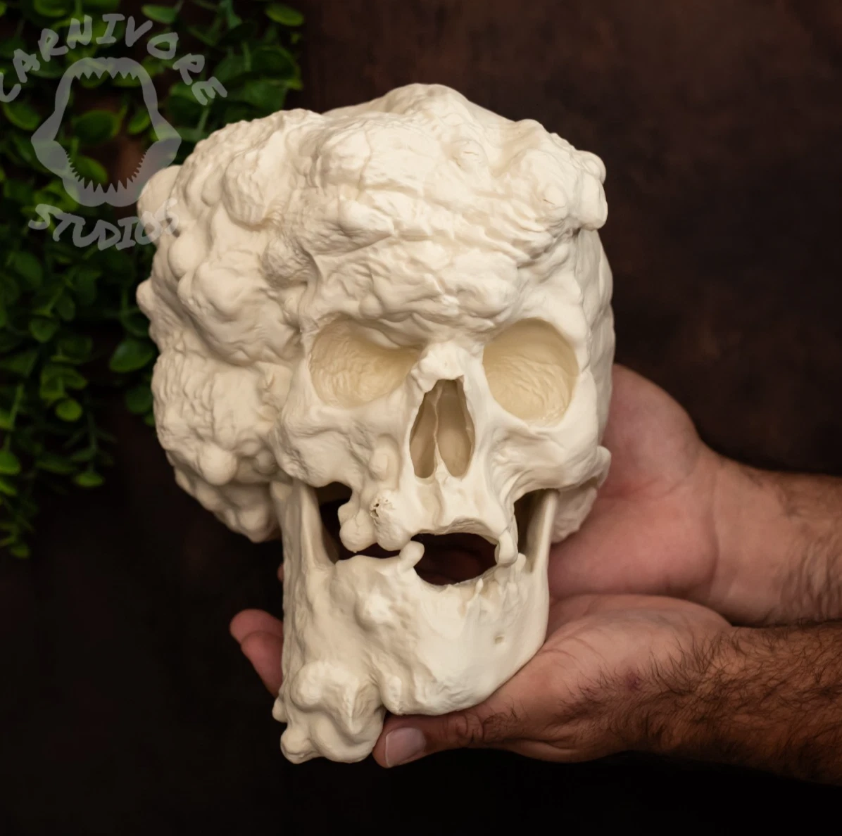 Joseph Merrick Skull Replica – Life Size “Elephant Man” Human Skull