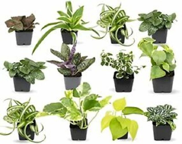 5 FAIRY GARDEN Plants Assorted Varieties in Starter Pots!!!
Opens in a new window or tab