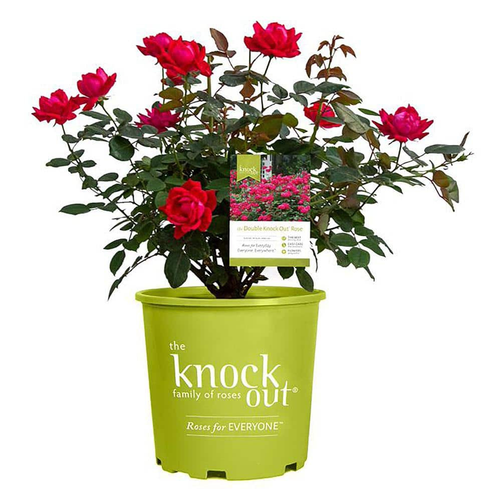 Knock Out Rose Bush Double 1Gal Red Bloom Flowers Shrub Plant Disease
