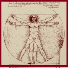 Vitruvian Man Anatomy Drawing Portions Human Muscle  Leonardo da Vinci MAGNET