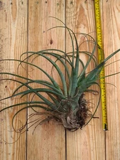 Huge Tillandsia Seleriana Air Plant 18 Inches