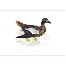 BIRDS Blue Winged Teal - Hand Coloured - Antique Print 1903 by Rev FO Morris