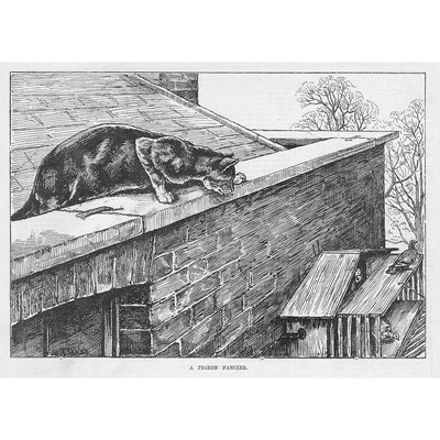 ST DADD A Pigeon Fancier CATS - Antique Print 1882
