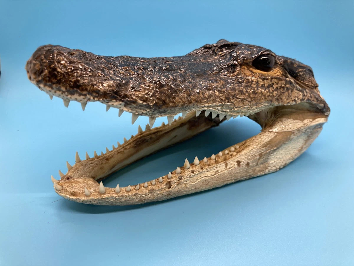 Alligator & Crocodile Collectibles for sale | eBay