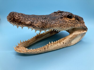 Jumbo 7-8  American Alligator Head Genuine Louisiana Gator