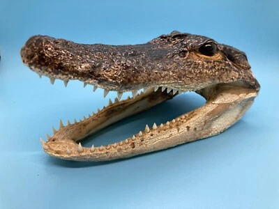 Jumbo 7-8” American Alligator Head Genuine Louisiana Gator - Image 1 of 4