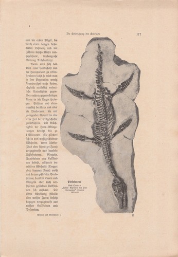Alte ANTIKE KUNSTDRUCKE von 1902 aus Wissenschafts-Magazinen ECHT Buchseiten A4 - Bild 7 von 24