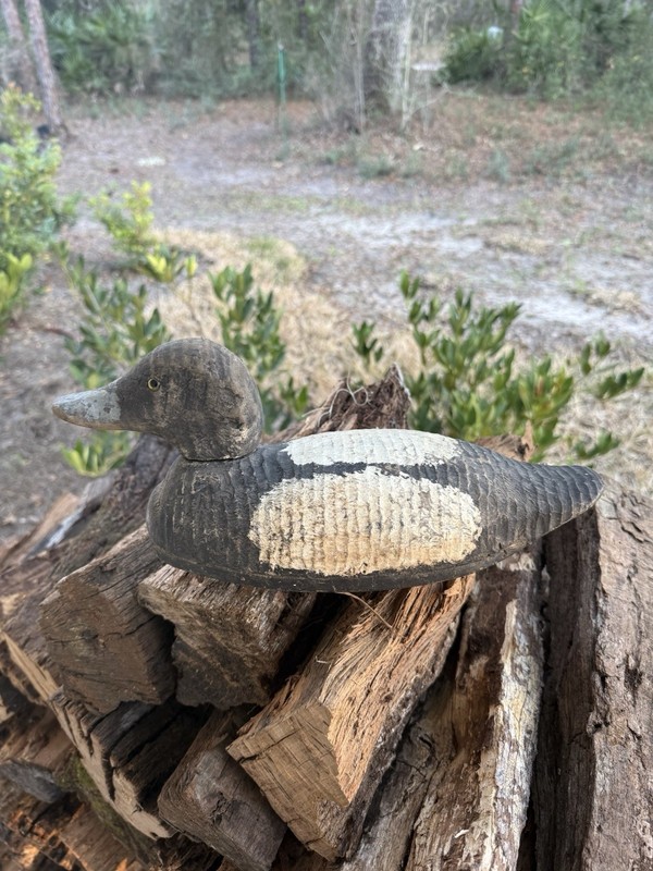 Animal Trap Bluebill Hollow wood duck decoy very rare hollow body antique 