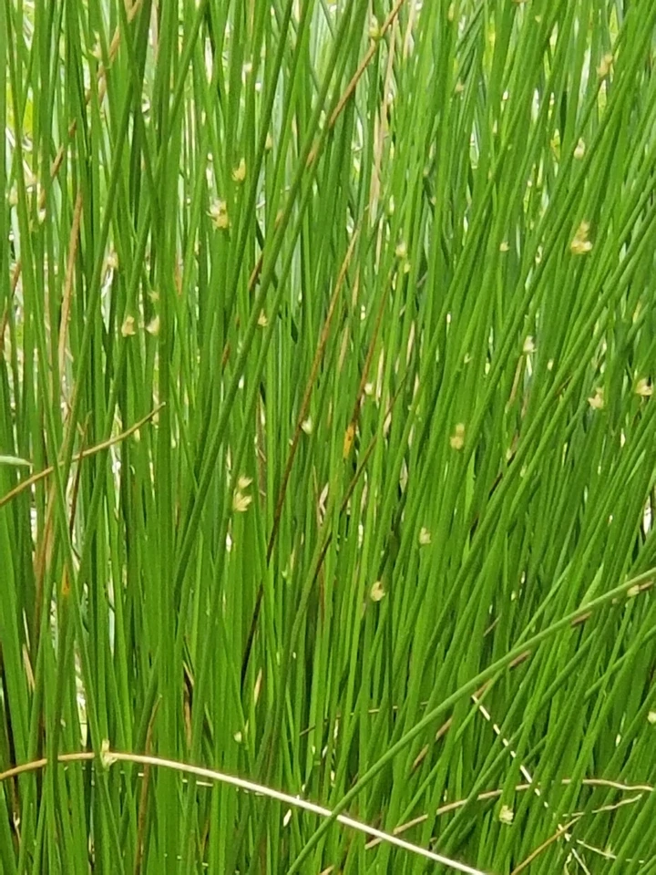 20 comunes, verdes, fiebre del toro. Inicio de plantas (Juncus effusus) jardín acuático, estanque Koi Foto 3 de 4