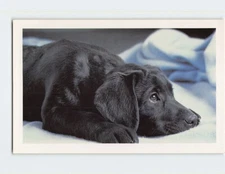 Postcard Black Lab Dog The Doris Day Animal League Washington DC
