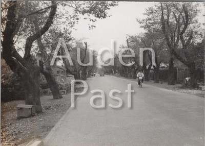 Baumgesäumte Straße mit Radfahrer Echtfoto Foto 91x65mm