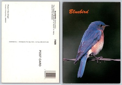 Vintage Eastern Bluebird Photo Postcard Don Enger Cartwheel Co. Unposted Nature