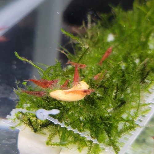 20+2 Cherry Neocaridina Freshwater Cull Shrimp USA Home Bred, Real Pictures + - Picture 3 of 20