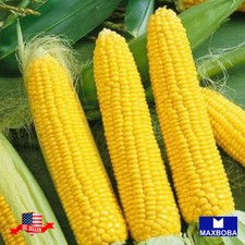 Corn Fresh Seeds Sweet Honey Select Hybrid treated Non-GMO Vegetable