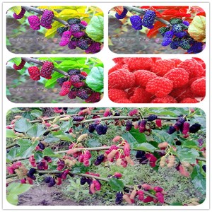100pcs3+Colors Super Big Mulberry Fruit Seeds Pots Strawberry Bonsai Blackberry | eBay 100pcs3+Colors Super Big Mulberry Fruit Seeds Pots Strawberry Bonsai Blackberry | eBay