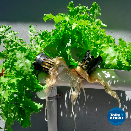 Hydroponic Kit N15 NFT System 64 Plants Complete Garden with Nutrient & Seeds - Foto 4 di 9