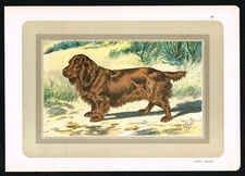 Sussex Spaniel – Antique Dog Breed Print c1900 | Vintage Sporting Spaniel Art