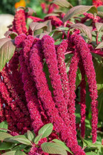 2500 Love Lies Bleeding Amaranthus Seeds ---- Drought Tolerant - Dried Flowers