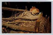 St Louis MO-Missouri, Beaver, Gateway Arch Museum, Vintage Souvenir Postcard