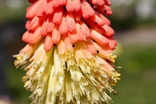 30 Samen Fackellilie Raketenblume Kniphofia uvaria Fackel Lilie 2026 a