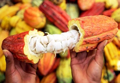 Organic Fresh Cacao Fruits, Pods  ( 3 Lbs. + )
