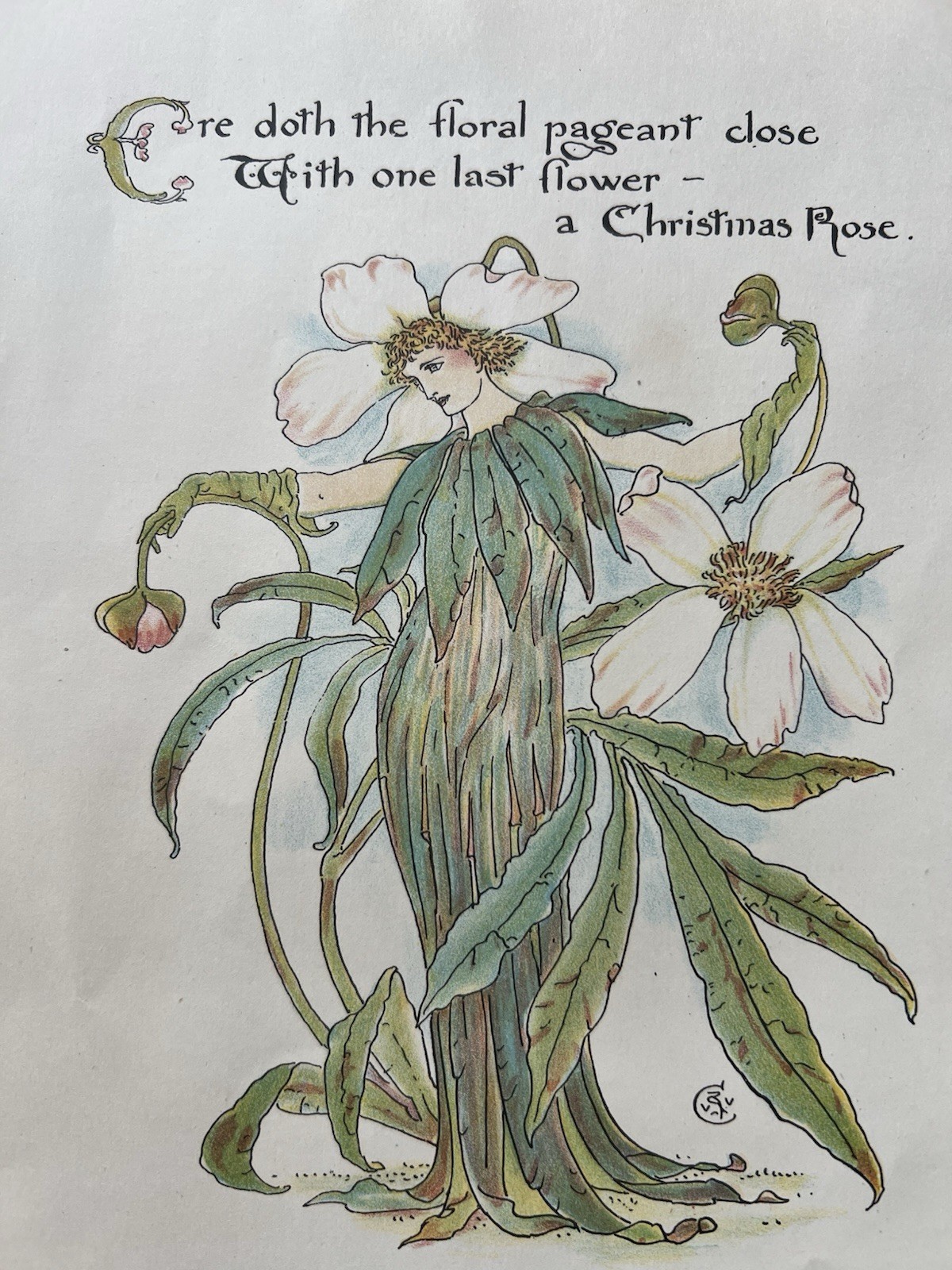 Walter Crane - Original Antique Book Plate Print 1889 Flowers - Art Nouveau ROSE