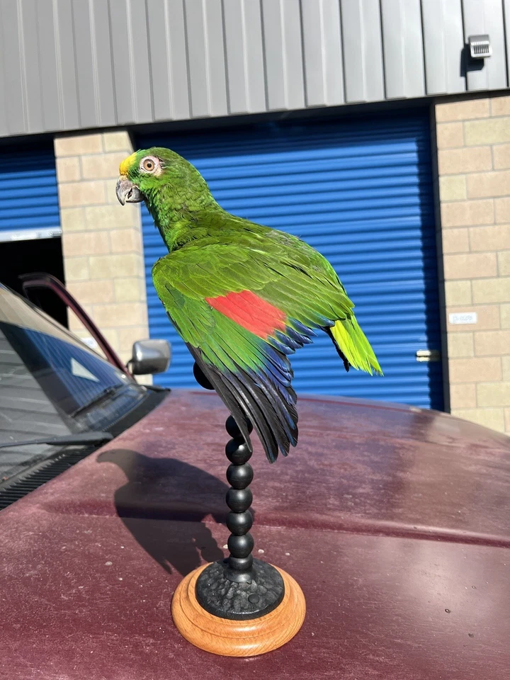 Montaje Taxidermia Loro Amazónico Coronado Amarillo Foto 2 de 4