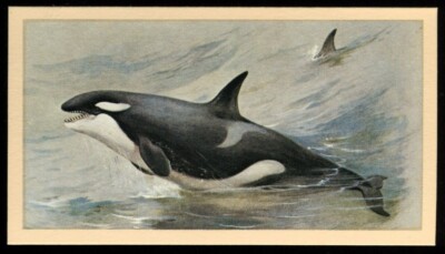 Tabakkarte, Doncella, British Mammals, 1983, Killerwal, #28