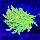 Live Coral Frag Absolutely Fish Naturals Holy Grail Torch Euphyllia Wysiwyg