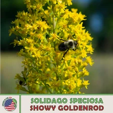 100 Showy Goldenrod Seeds, Solidago speciosa, Native Flower & Honeybee Attractor