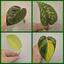 4x Pothos / Philodendron Bundle Satin | Heartleaf | Brasil | Neon | Unrooted