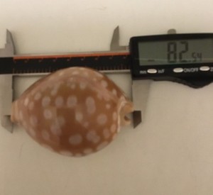 Cypraea leucodon leucodon 82.54mm 