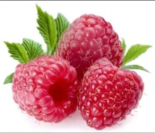 GIANT SWEET TULAMEEN RASPBERRY 100 SEEDS MEDICINAL ANTIOXIDANT FIBRE