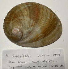 Haliotis laevigata.  South Australia.  Great Shape  125mm.