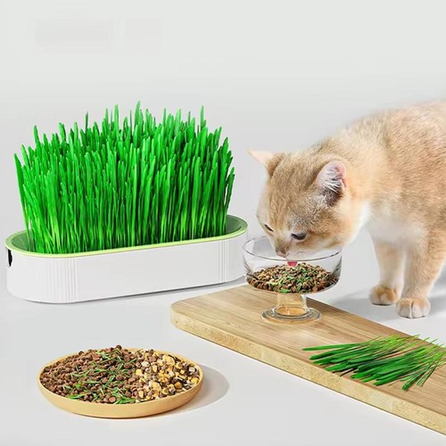 Cat Grass Planting Box Plant Growing Kit Hydroponic Cat Grass Soil-Free Planter. - Picture 2 of 15