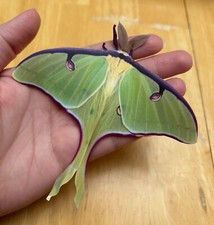 Luna Moth Stickers 10 Homemade Photograph New Peel Stickers Insect Bug Life-size