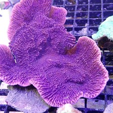 Purple Montipora WYSIWYG