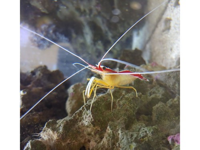 #ad Scarlet Skunk Cleaner Shrimp Salt Water $43.99