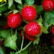 100 Indian Strawberry Seeds (Duchesnea Indica Tuttifrutti) Beautiful Groundcover